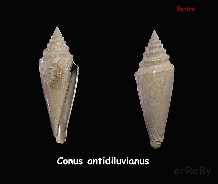 Conus antidiluvianus.jpg